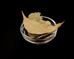 Лавровый лист